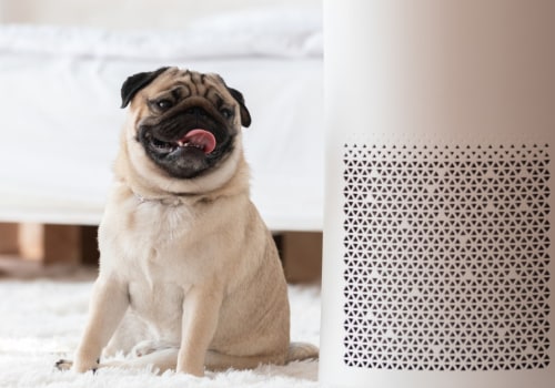 Do Air Filters Reduce Pet Allergies?